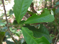 Erythroxylum squamatum