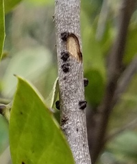 Paratachardina pseudolobata