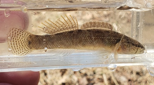 How to identify Etheostoma oophylax Ceas & Page, 1992