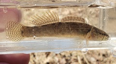 Guardian Darter photo 2