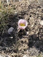 Ranunculus andersonii