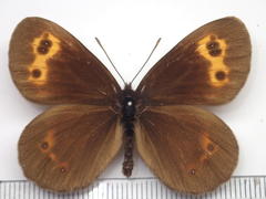 Erebia niphonica