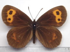 Erebia niphonica