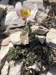 Ranunculus andersonii