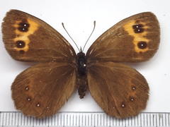 Erebia niphonica
