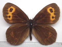 Erebia niphonica