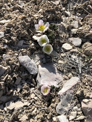 Ranunculus andersonii