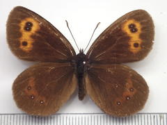 Erebia niphonica