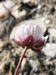 Ranunculus andersonii