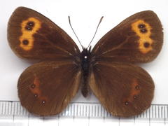 Erebia niphonica
