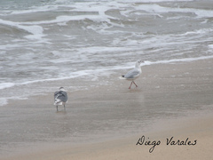 Chroicocephalus maculipennis