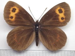 Erebia niphonica