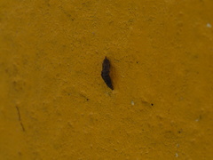 Pieris rapae crucivora