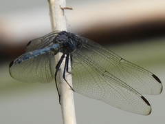 Dythemis nigrescens