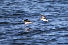 Synthliboramphus scrippsi