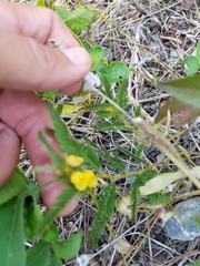 Chamaecrista nictitans aspera
