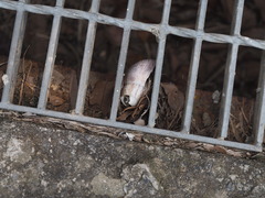 Lissachatina fulica