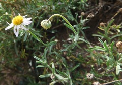 Aphanostephus riddellii