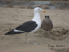 Larus dominicanus