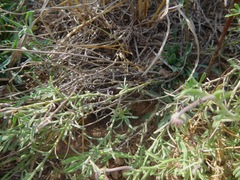 Aphanostephus riddellii