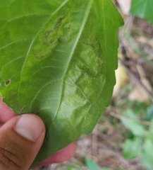 Calycomyza eupatorivora