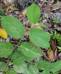 Trema micrantha floridana