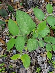 Trema micrantha floridana