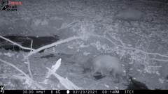 Sus scrofa leucomystax