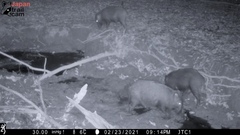 Sus scrofa leucomystax