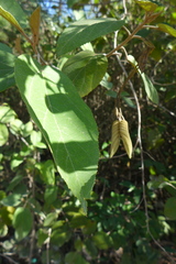 Helicteres baruensis
