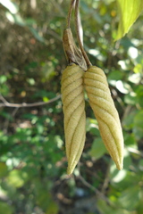 Helicteres baruensis