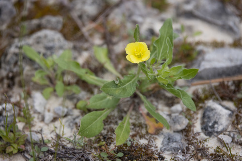 Oenothera laciniata