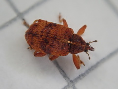 Anthonomus pedicularius