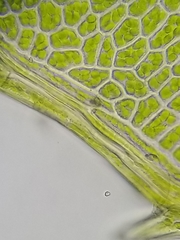 Mnium spinulosum
