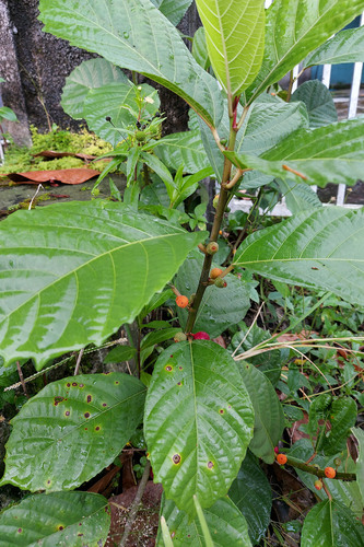 Ficus montana (Ficus montana)