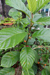Ficus montana