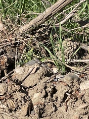 Sceloporus occidentalis