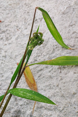 Angiospermae