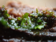 Riccardia chamedryfolia