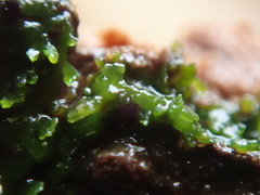 Riccardia chamedryfolia