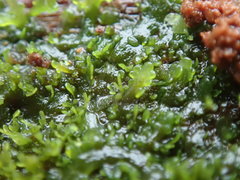 Riccardia chamedryfolia