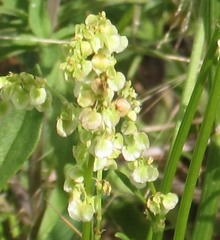 Rumex hastatulus