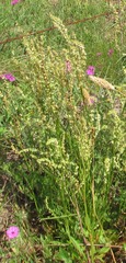 Rumex hastatulus