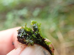 Riccardia chamedryfolia