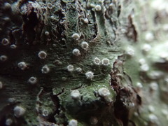 Pertusaria subambigens