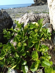 Parsonsia alboflavescens