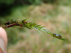 Fontinalis neomexicana