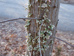 Euonymus fortunei