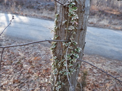 Euonymus fortunei