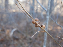Disholcaspis quercusglobulus